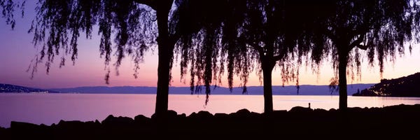 Willow Trees: Weeping Willows, Lake Geneva, St Saphorin, Switzerland by Panoramic Images