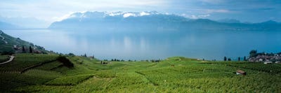 Vineyard Terraces & Lake Geneva, Lavaux, Vaud, Switzerland by Panoramic Images canvas print