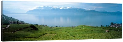 Vineyard Terraces & Lake Geneva, Lavaux, Vaud, Switzerland Canvas Art Print - Switzerland Art