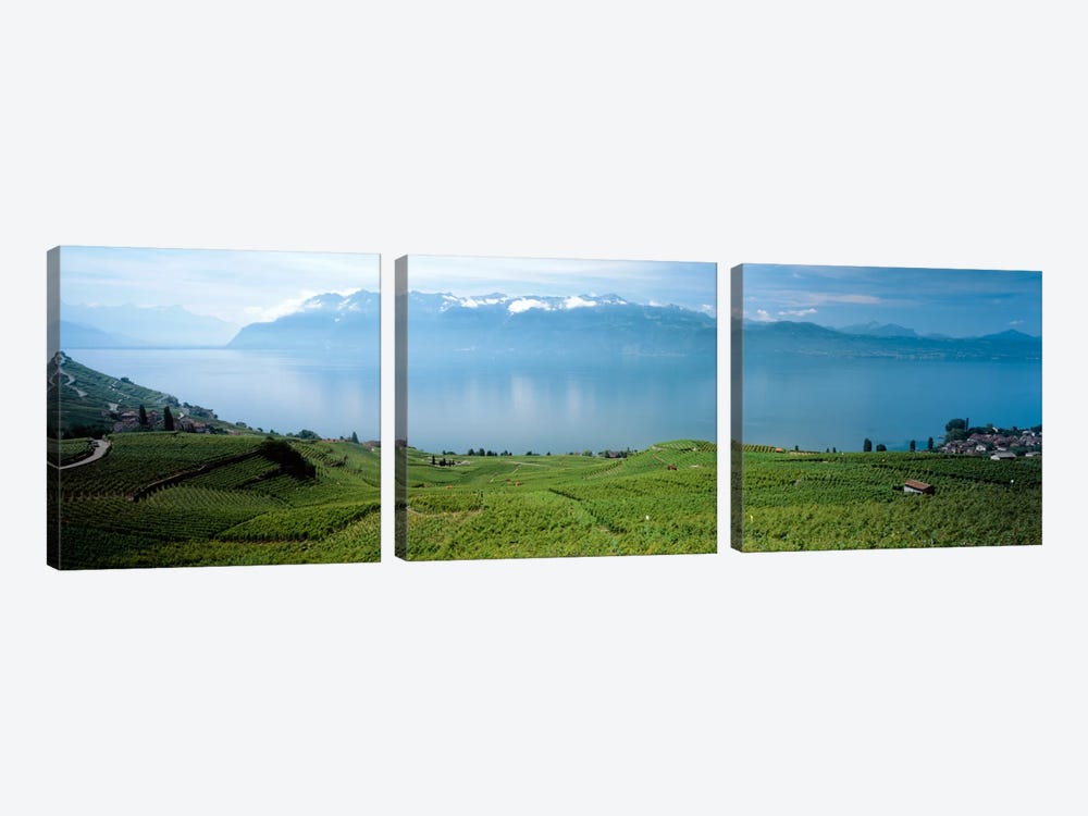 Vineyard Terraces & Lake Geneva, Lavaux, Vaud, Switzerland by Panoramic Images 3-piece Canvas Artwork