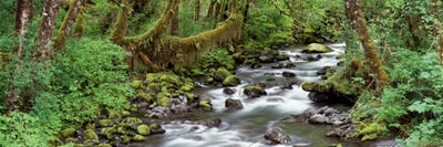 Creek Olympic National Park WA USA by Panoramic Images multi panel art