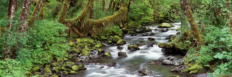 Creek Olympic National Park WA USA