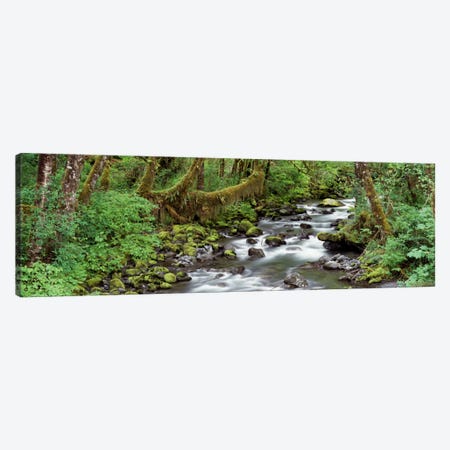 Creek Olympic National Park WA USA Canvas Print #PIM2209} by Panoramic Images Canvas Art Print