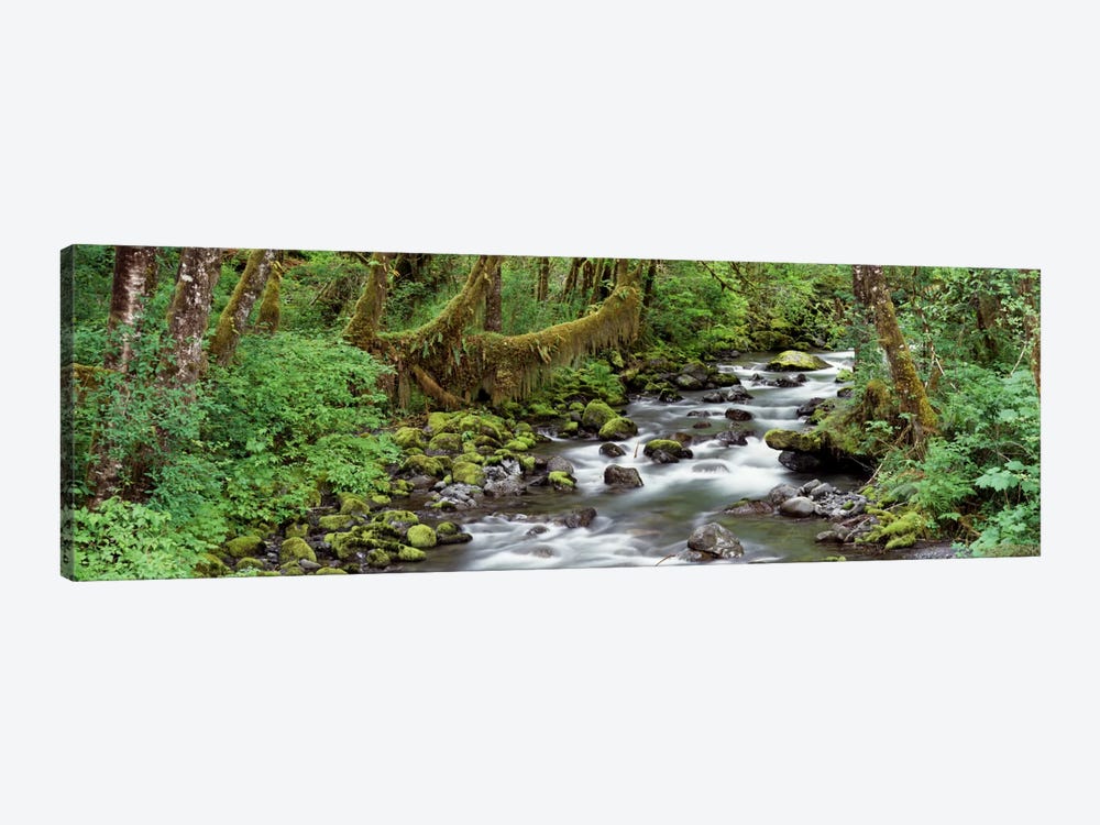 Creek Olympic National Park WA USA by Panoramic Images 1-piece Canvas Art