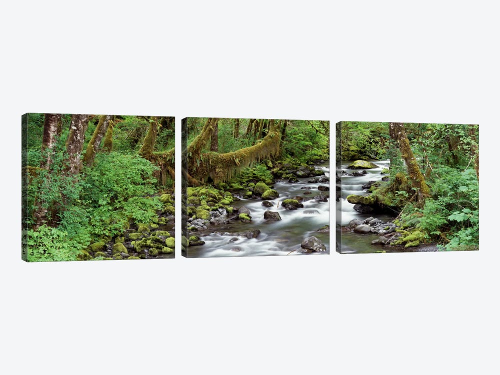 Creek Olympic National Park WA USA by Panoramic Images 3-piece Canvas Artwork