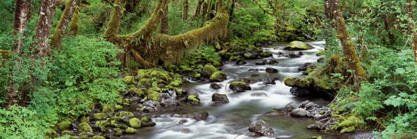 Creek Olympic National Park WA USA