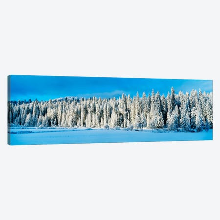Winter Wawona Meadow Yosemite National Park CA USA Canvas Print #PIM2246} by Panoramic Images Canvas Wall Art