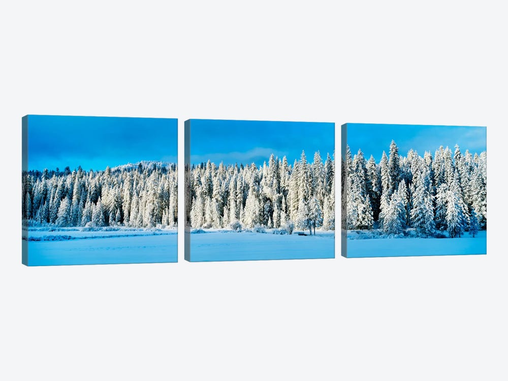 Winter Wawona Meadow Yosemite National Park CA USA by Panoramic Images 3-piece Canvas Print