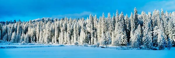 Winter Wawona Meadow Yosemite National Park CA USA