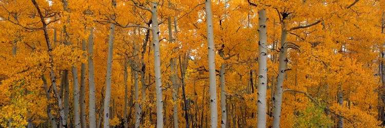 Quaking Aspens Dixie National Forest UT