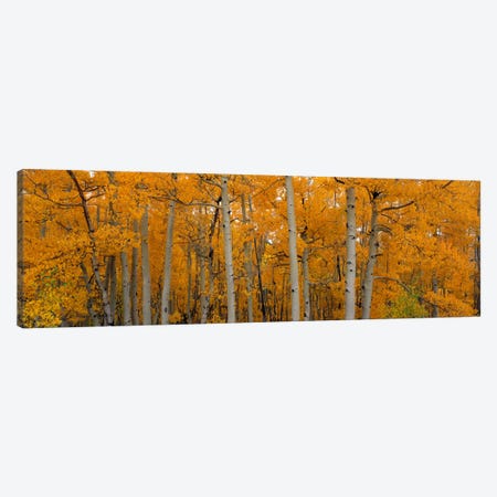Quaking Aspens Dixie National Forest UT Canvas Print #PIM2257} by Panoramic Images Canvas Print