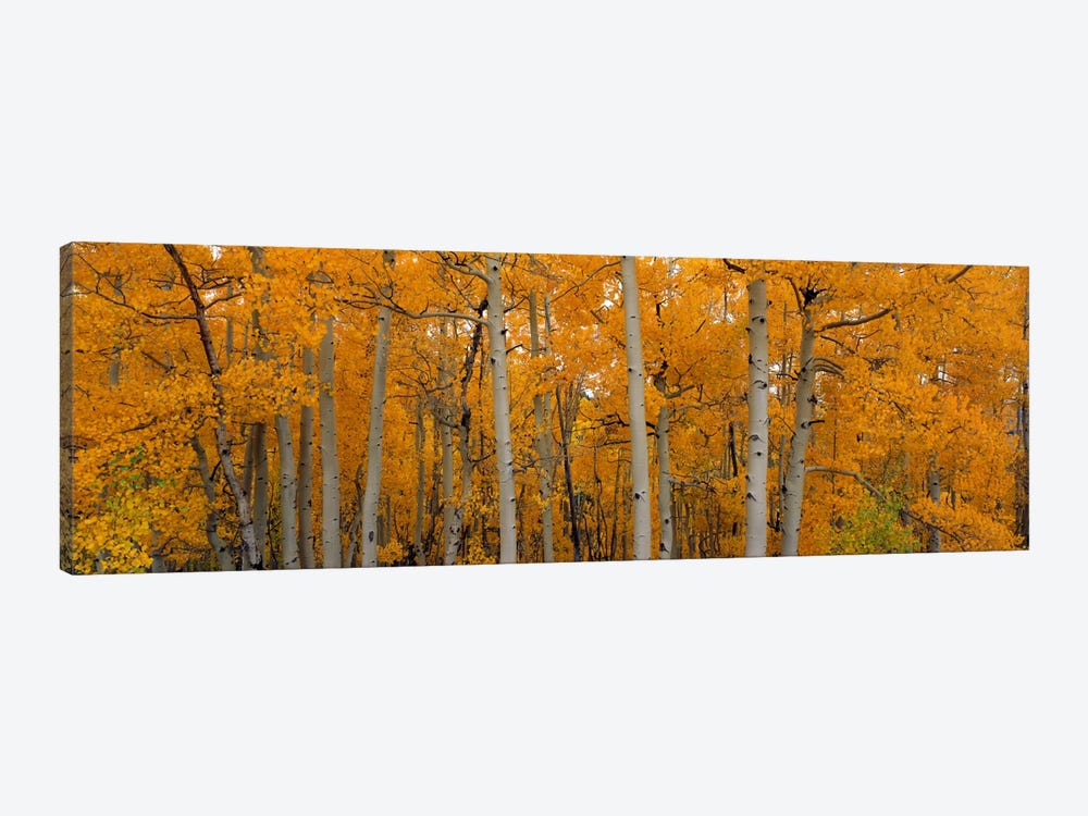 Quaking Aspens Dixie National Forest UT by Panoramic Images 1-piece Canvas Art Print