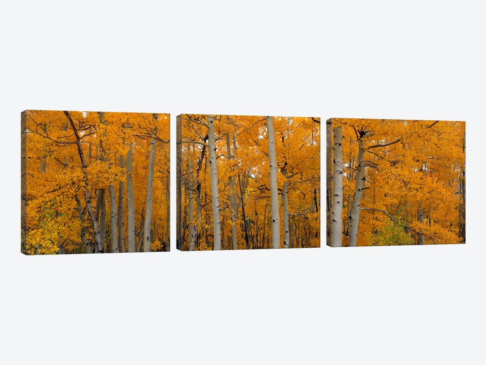 Quaking Aspens Dixie National Forest UT by Panoramic Images 3-piece Art Print
