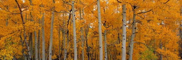 Tree Close-Ups: Quaking Aspens Dixie National Forest UT by Panoramic Images