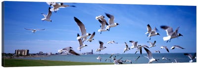 Flock of seagulls flying on the beach, New York State, USA Canvas Art Print - Sandy Beach Art