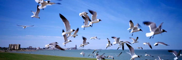 Flock of seagulls flying on the beach, New York State, USA