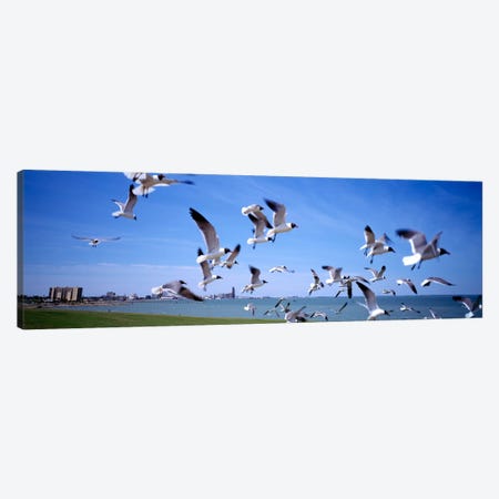 Flock of seagulls flying on the beach, New York State, USA Canvas Print #PIM2273} by Panoramic Images Canvas Wall Art