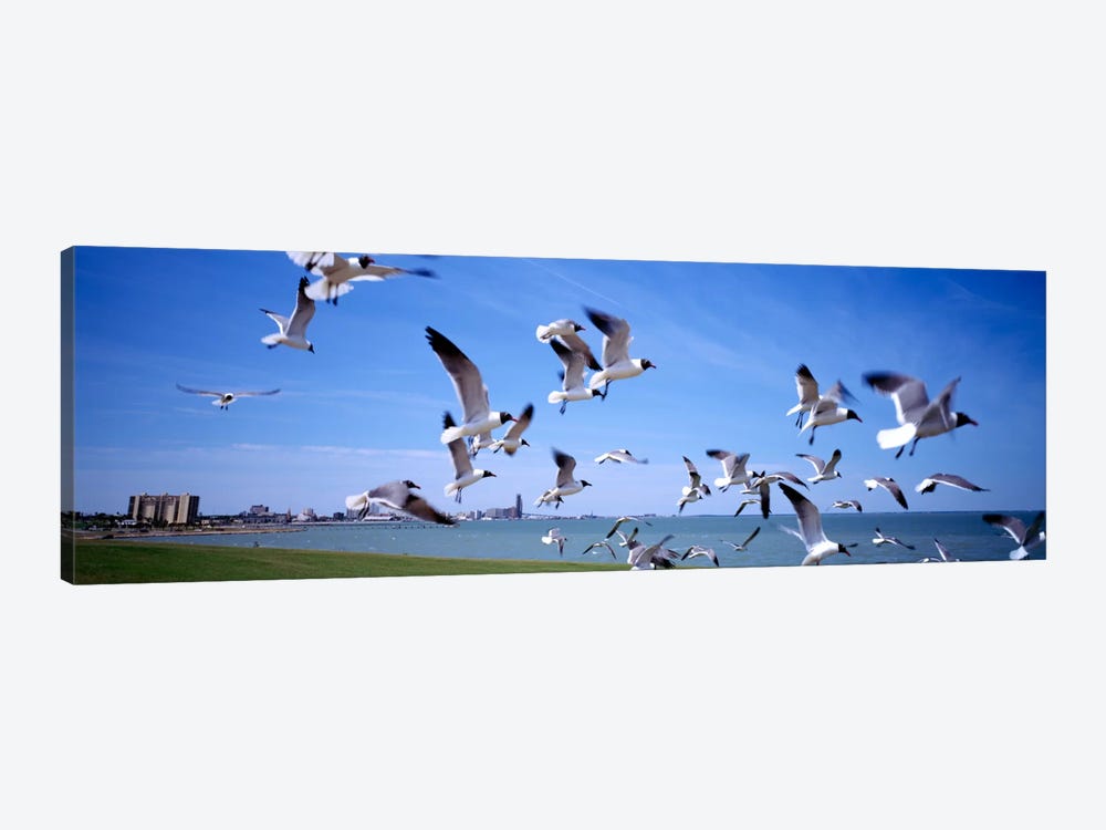 Flock of seagulls flying on the beach, New York State, USA by Panoramic Images 1-piece Art Print