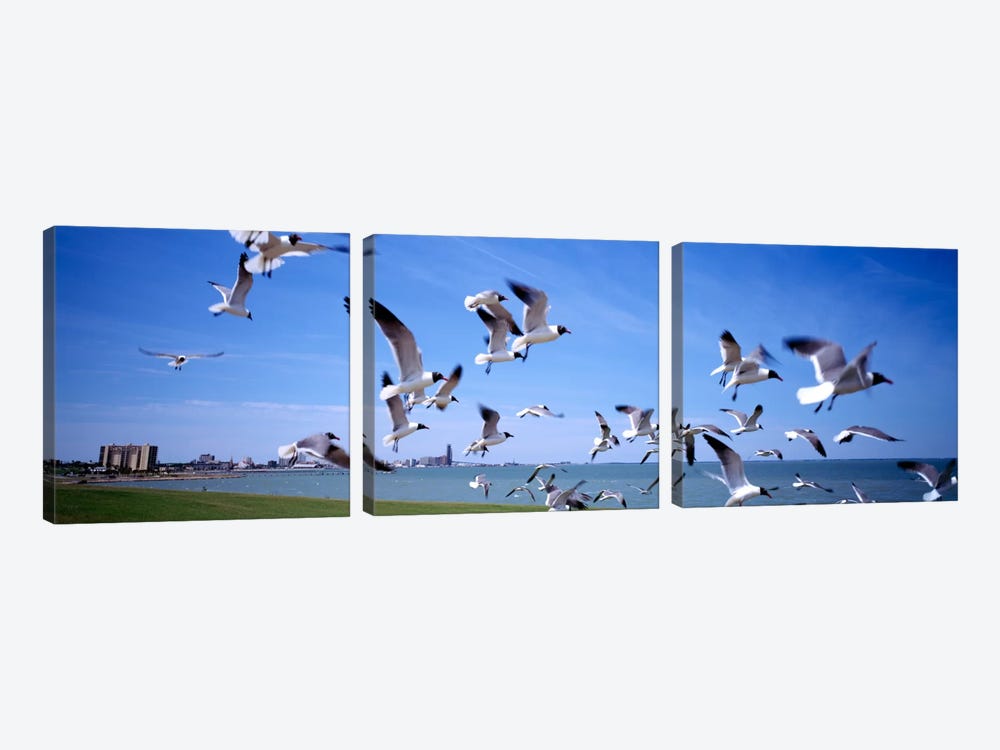 Flock of seagulls flying on the beach, New York State, USA by Panoramic Images 3-piece Canvas Art Print
