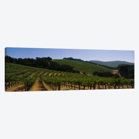 Hillside Vineyard Landscape, Napa Valley AVA, California, USA Canvas Print #PIM2279} by Panoramic Images Canvas Art