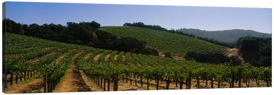 Hillside Vineyard Landscape, Napa Valley AVA, California, USA Canvas Art Print - Napa Valley