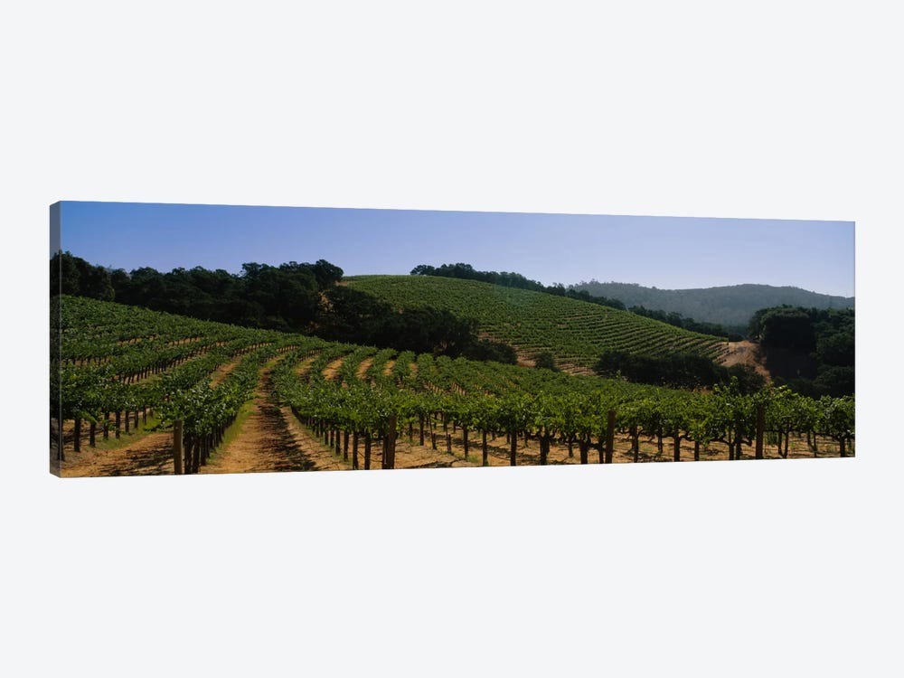 Hillside Vineyard Landscape, Napa Valley AVA, California, USA by Panoramic Images 1-piece Canvas Print