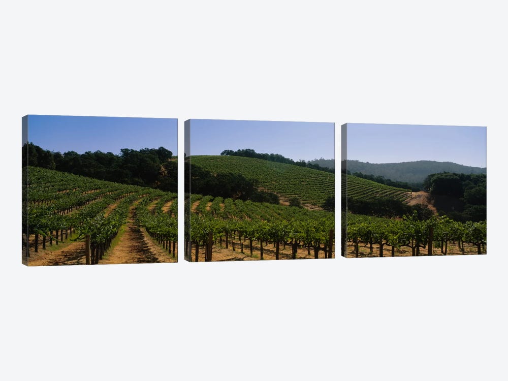 Hillside Vineyard Landscape, Napa Valley AVA, California, USA by Panoramic Images 3-piece Canvas Art Print