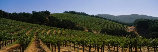 Hillside Vineyard Landscape, Napa Valley AVA, California, USA