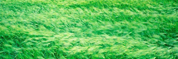 Wheat Field Prince Edward Island Canada