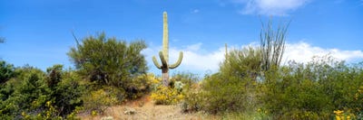 Low angle view of a cactus among bushes, Tucson, Arizona, USA by Panoramic Images canvas print
