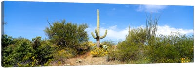 Low angle view of a cactus among bushes, Tucson, Arizona, USA Canvas Art Print - Desert Landscape Photography