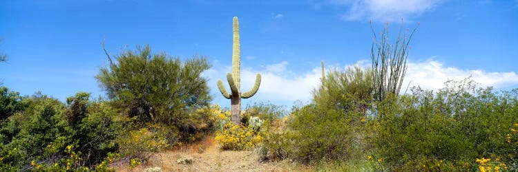 Low angle view of a cactus among bushes, Tucson, Arizona, USA