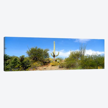 Low angle view of a cactus among bushes, Tucson, Arizona, USA Canvas Print #PIM2303} by Panoramic Images Canvas Wall Art