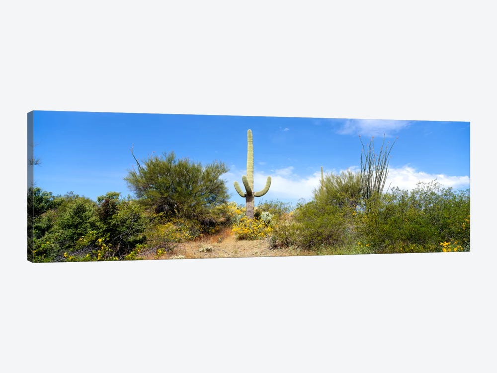 Low angle view of a cactus among bushes, Tucson, Arizona, USA by Panoramic Images 1-piece Canvas Print