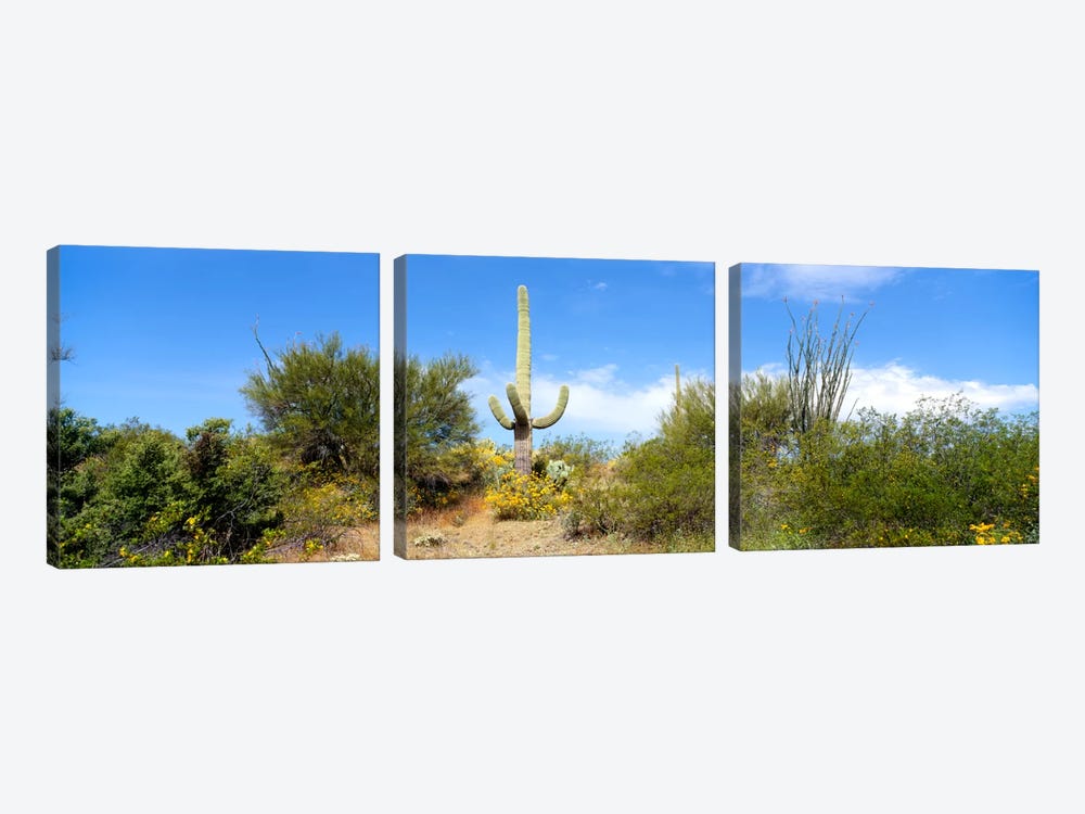 Low angle view of a cactus among bushes, Tucson, Arizona, USA by Panoramic Images 3-piece Art Print