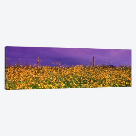 Tickseed (Coreopsis) Meadow Along A Fence, Texas, USA Canvas Print #PIM2311} by Panoramic Images Canvas Print