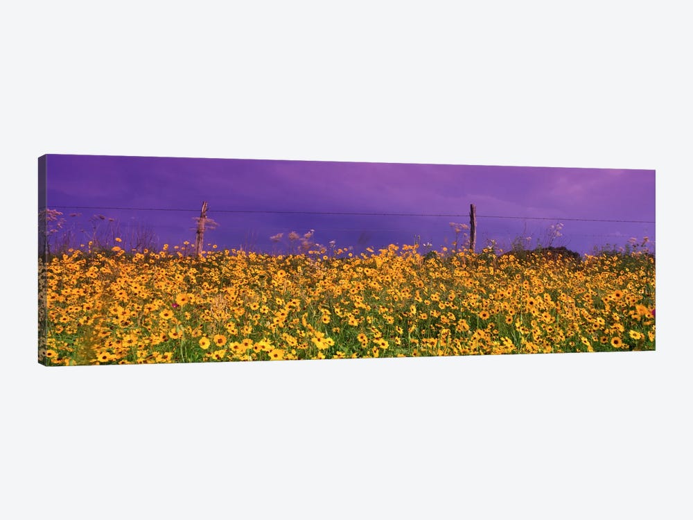Tickseed (Coreopsis) Meadow Along A Fence, Texas, USA by Panoramic Images 1-piece Canvas Artwork