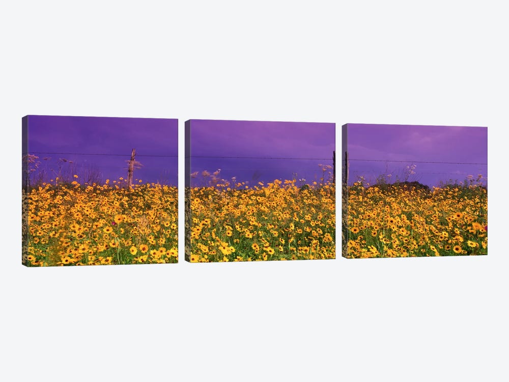 Tickseed (Coreopsis) Meadow Along A Fence, Texas, USA by Panoramic Images 3-piece Canvas Wall Art