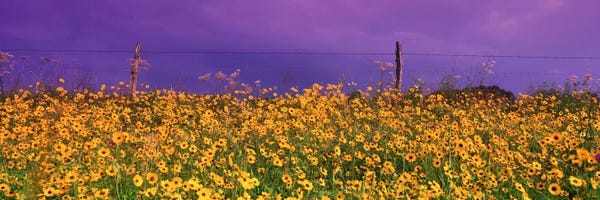 Tickseed (Coreopsis) Meadow Along A Fence, Texas, USA