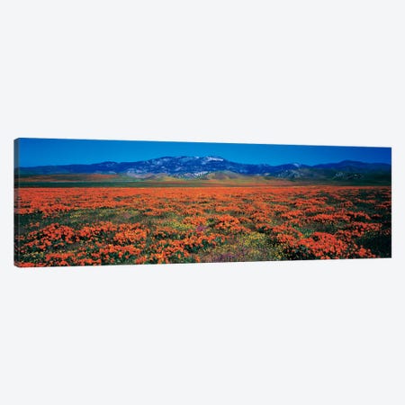 Antelope Valley California Poppy Reserve, Los Angeles County, California, USA Canvas Print #PIM2312} by Panoramic Images Canvas Print