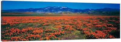Antelope Valley California Poppy Reserve, Los Angeles County, California, USA Canvas Art Print - Los Angeles Art