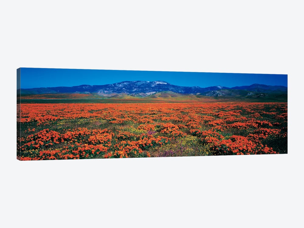 Antelope Valley California Poppy Reserve, Los Angeles County, California, USA by Panoramic Images 1-piece Canvas Art Print