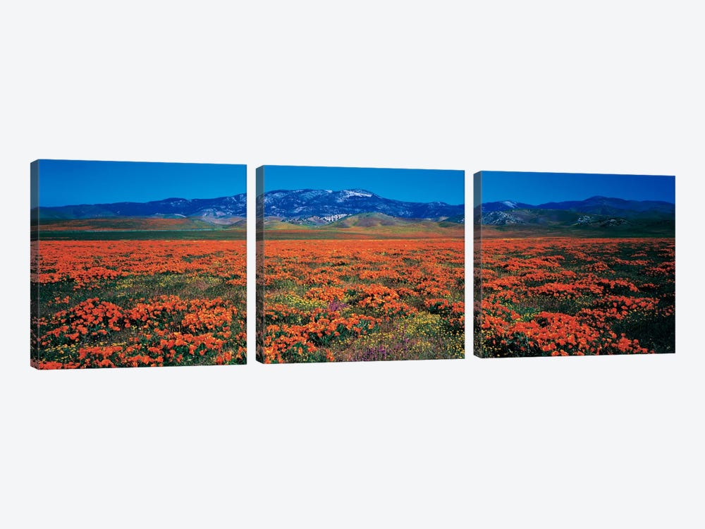 Antelope Valley California Poppy Reserve, Los Angeles County, California, USA by Panoramic Images 3-piece Art Print