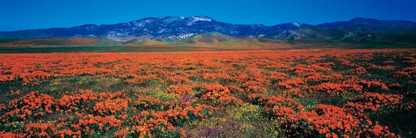 Los Angeles: Antelope Valley California Poppy Reserve, Los Angeles County, California, USA by Panoramic Images