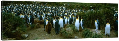 High angle view of a colony of King penguins, Royal Bay, South Georgia Island, Antarctica Canvas Art Print - Penguin Art