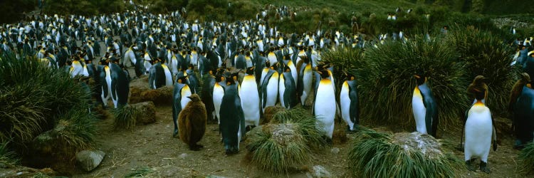 High angle view of a colony of King penguins, Royal Bay, South Georgia Island, Antarctica