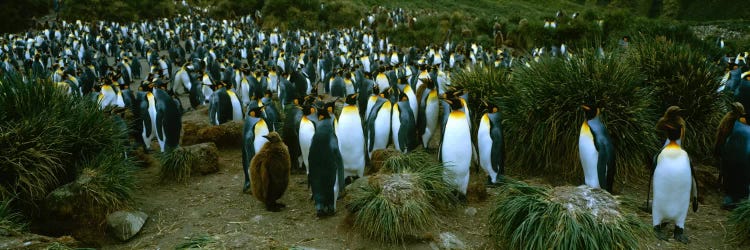 High angle view of a colony of King penguins, Royal Bay, South Georgia Island, Antarctica by Panoramic Images wall art
