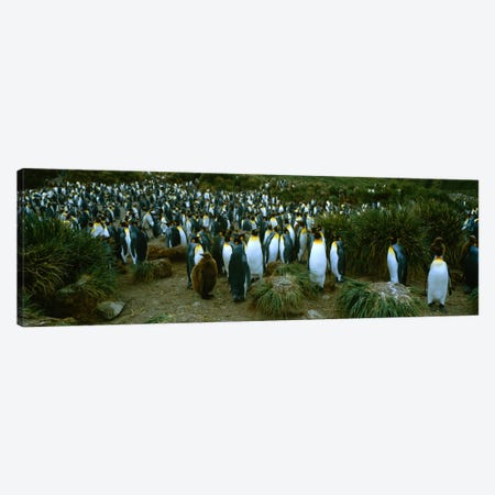 High angle view of a colony of King penguins, Royal Bay, South Georgia Island, Antarctica Canvas Print #PIM234} by Panoramic Images Canvas Artwork