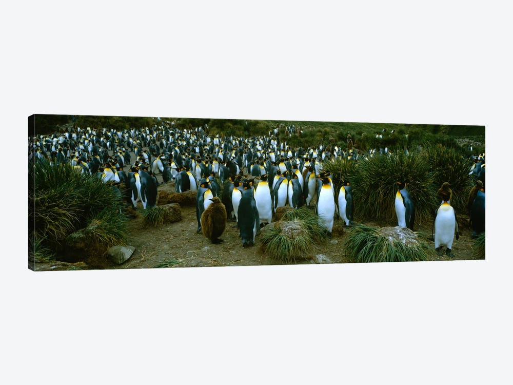 High angle view of a colony of King penguins, Royal Bay, South Georgia Island, Antarctica by Panoramic Images 1-piece Canvas Wall Art
