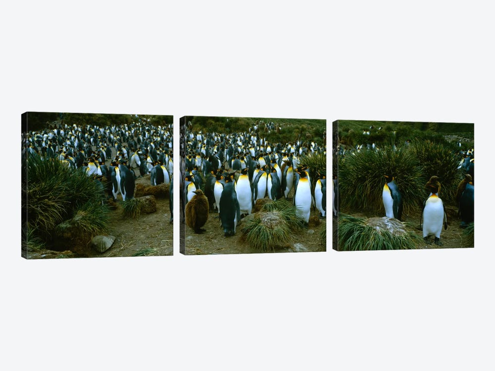 High angle view of a colony of King penguins, Royal Bay, South Georgia Island, Antarctica by Panoramic Images 3-piece Canvas Wall Art
